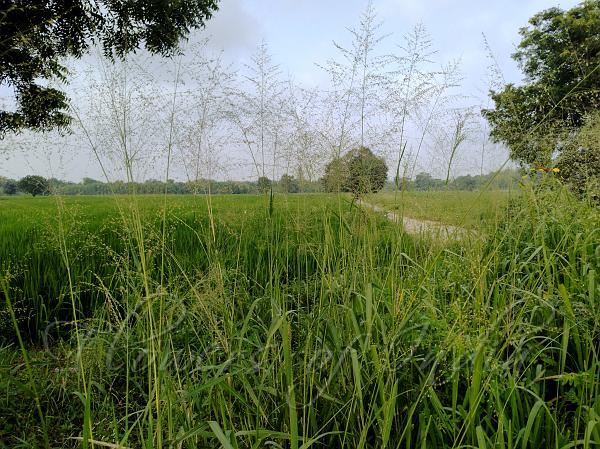 Guinea Grass